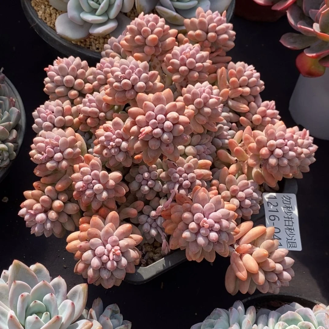 两单包邮1216-41婴儿手指