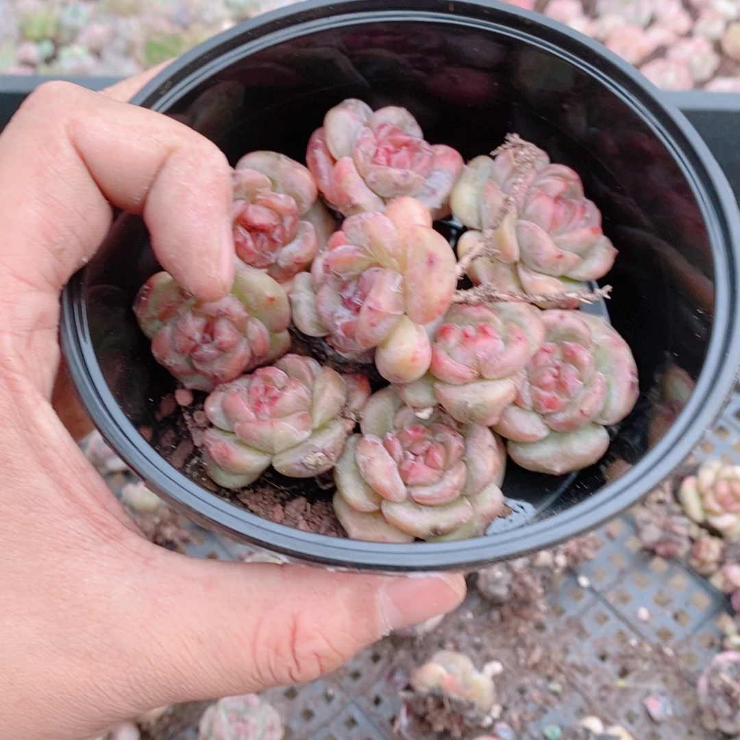 多肉植物精品切糕B390