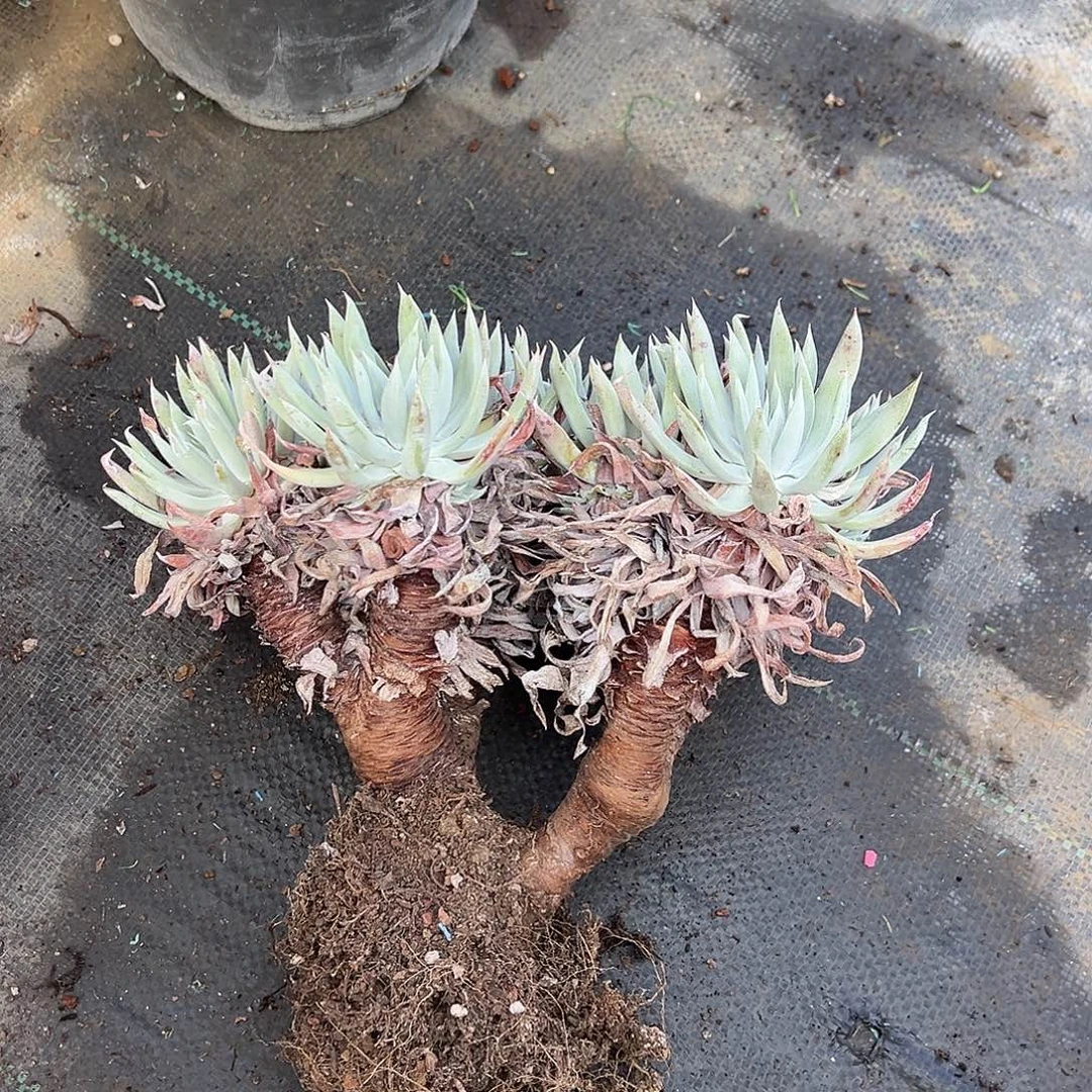 奴婢吉娜裸根发货