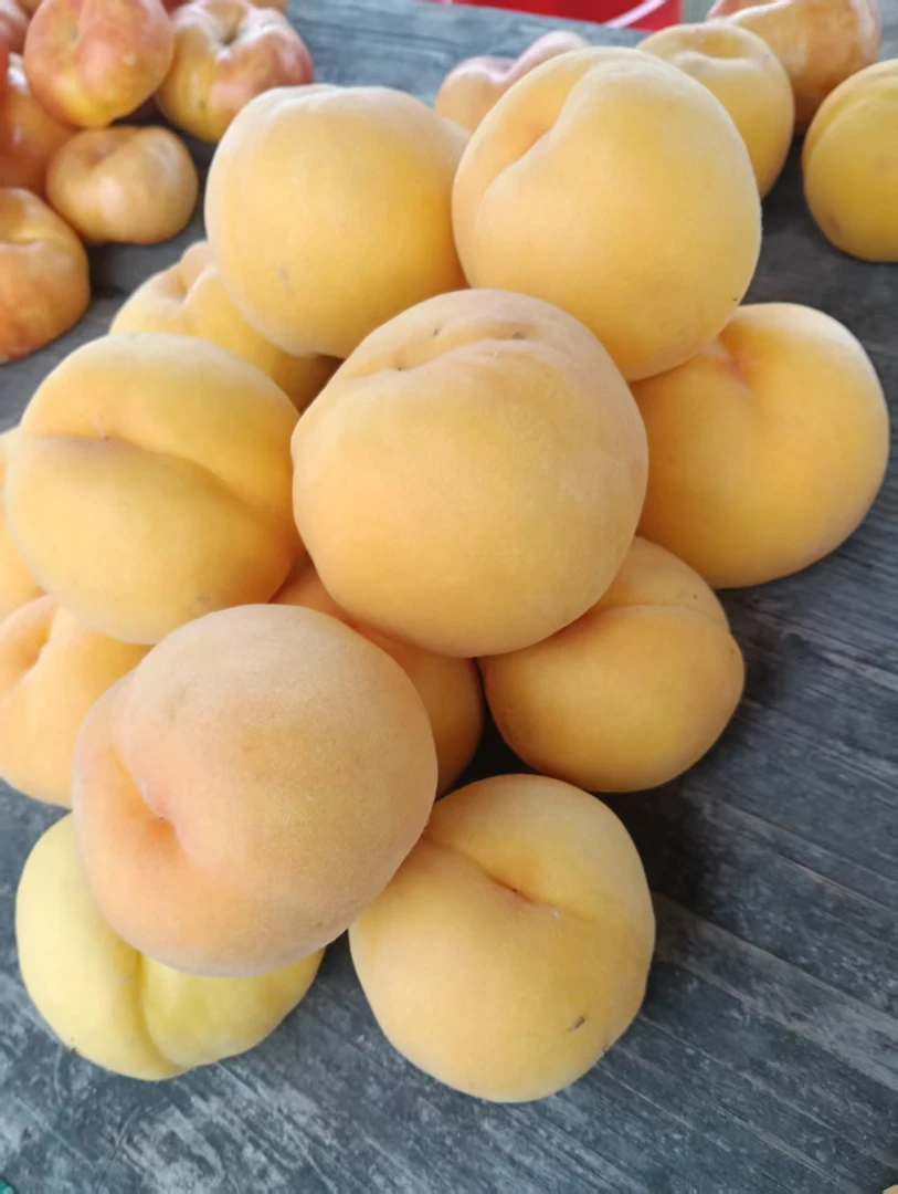 新鲜现摘纯离核黄毛桃天津市宁河区板桥镇多汁皮薄现摘爆汁