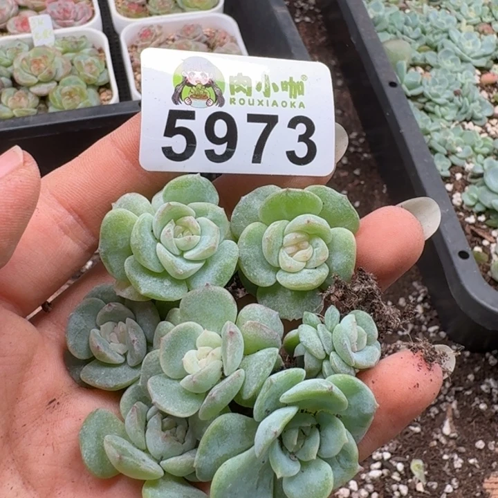 多肉植物多肉植物