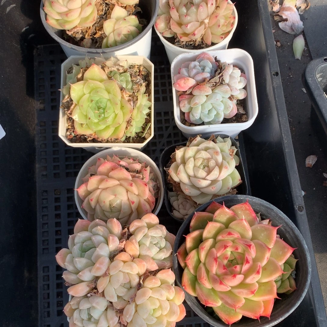 耳***陈1207-47 套餐一组