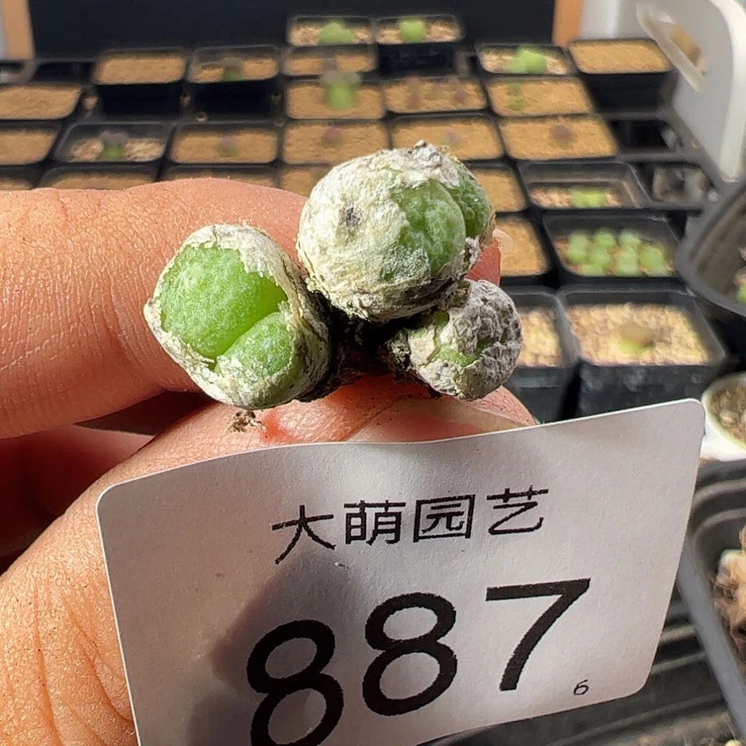 一物一拍。     887