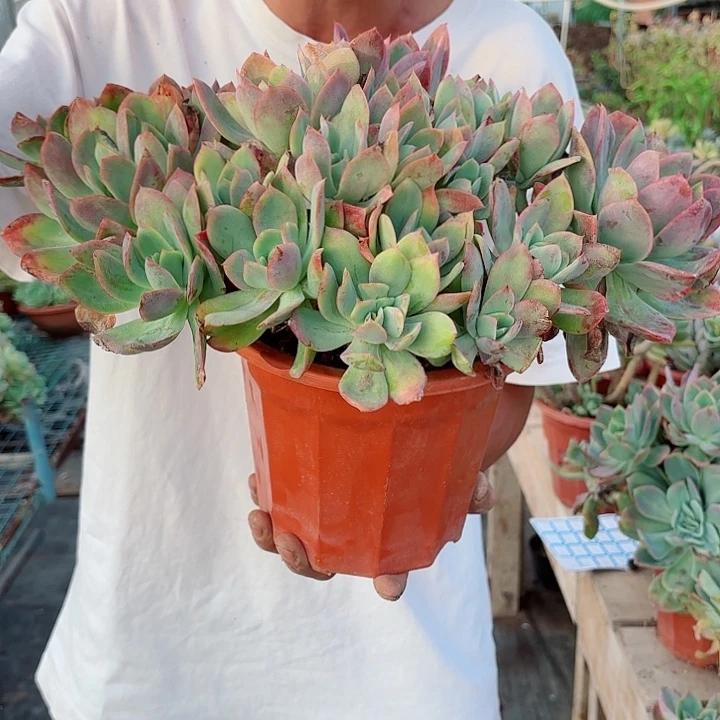 绮罗缀化一物一拍多肉1号