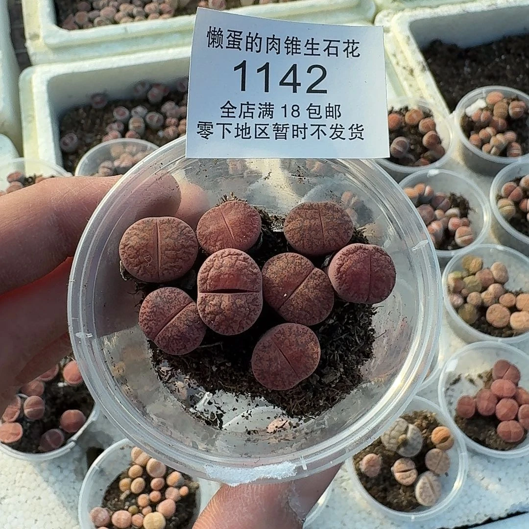 1142 哈哈哈哈哈哈哈