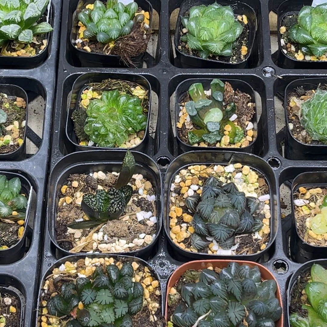 28 脱土包邮8颗福利