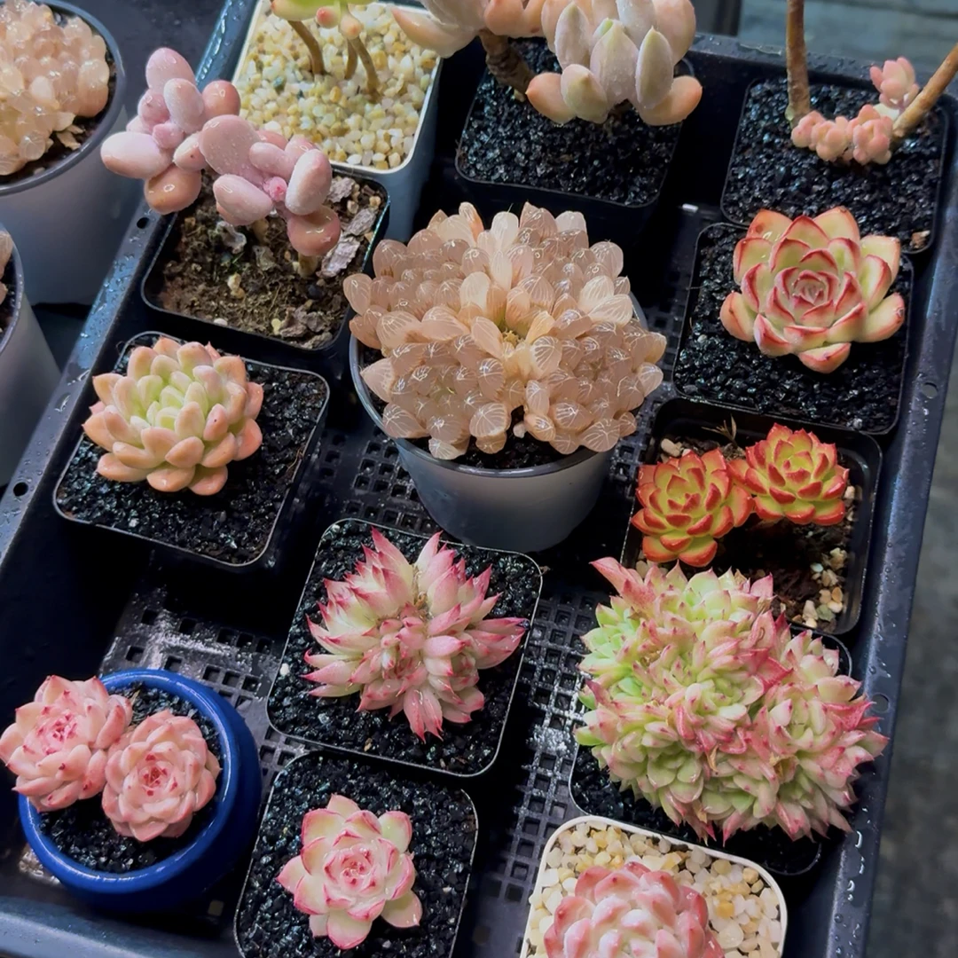 【新品链接2】精品高品质多肉植物绿植盆栽肉肉好养活简单春季粉色