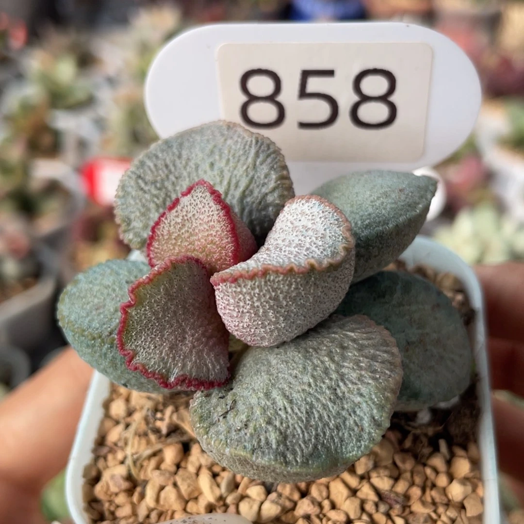 蔷*?     900号。 858。