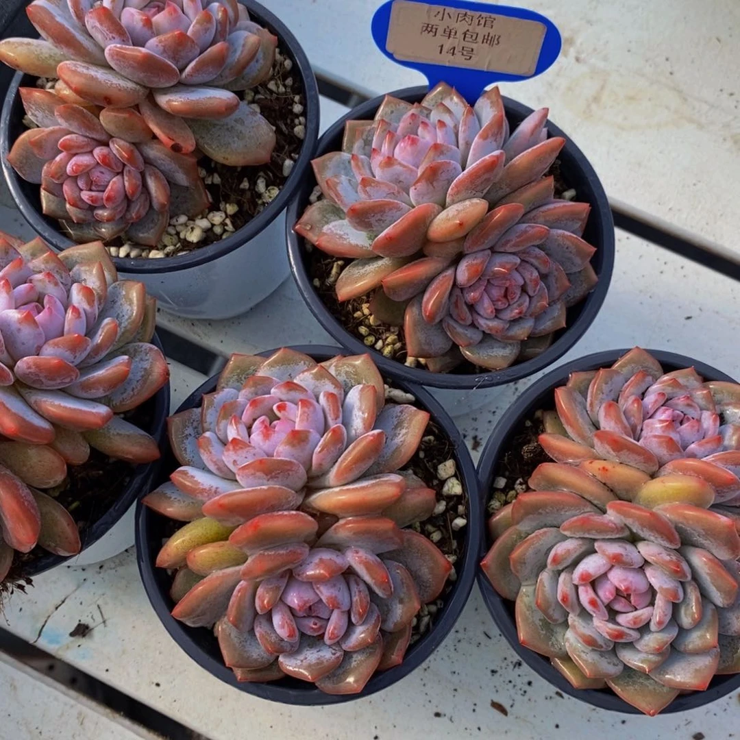 14-精品母本糖心星星橙双头一个