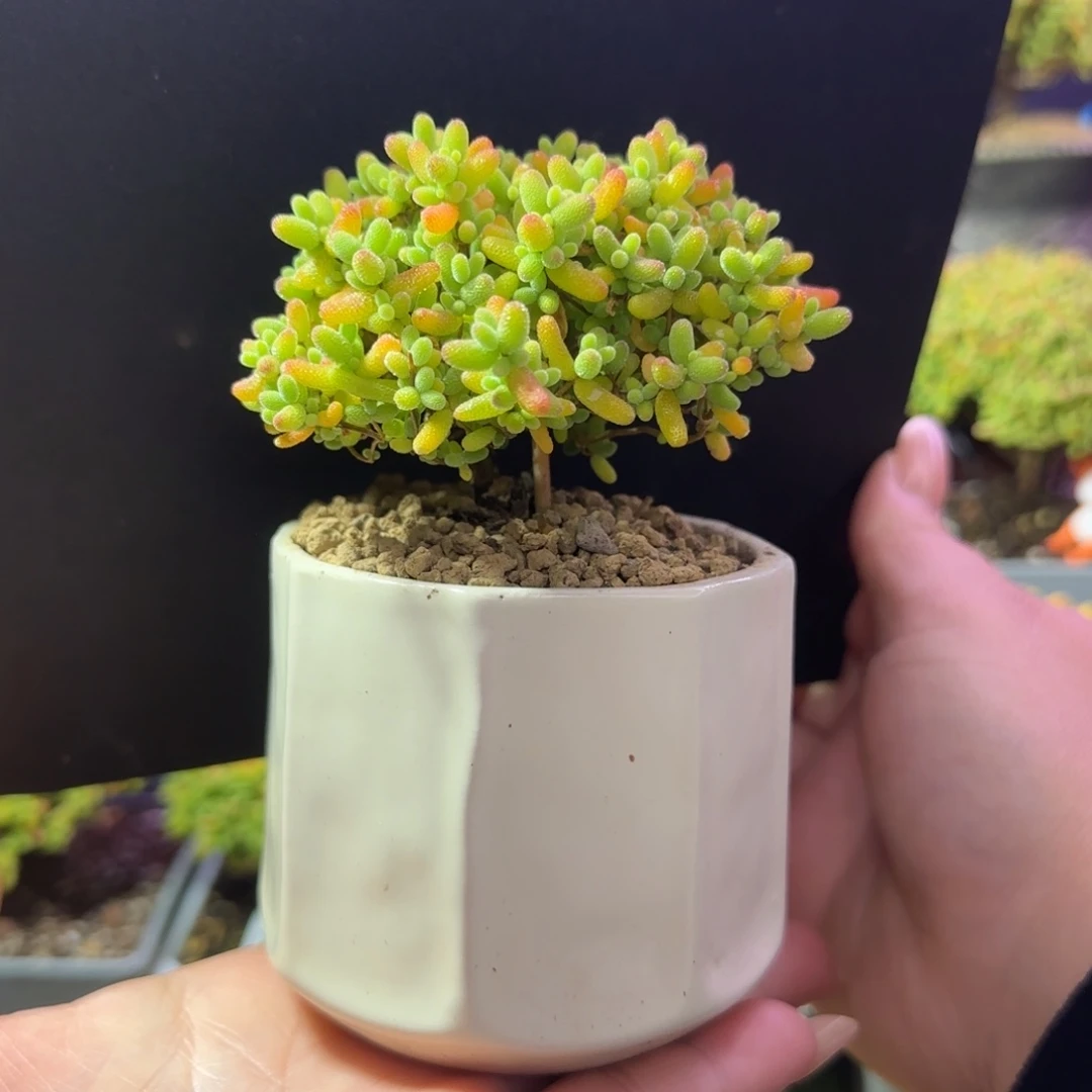 dy1296精控蜜橘直杆（为你撑伞）带盆