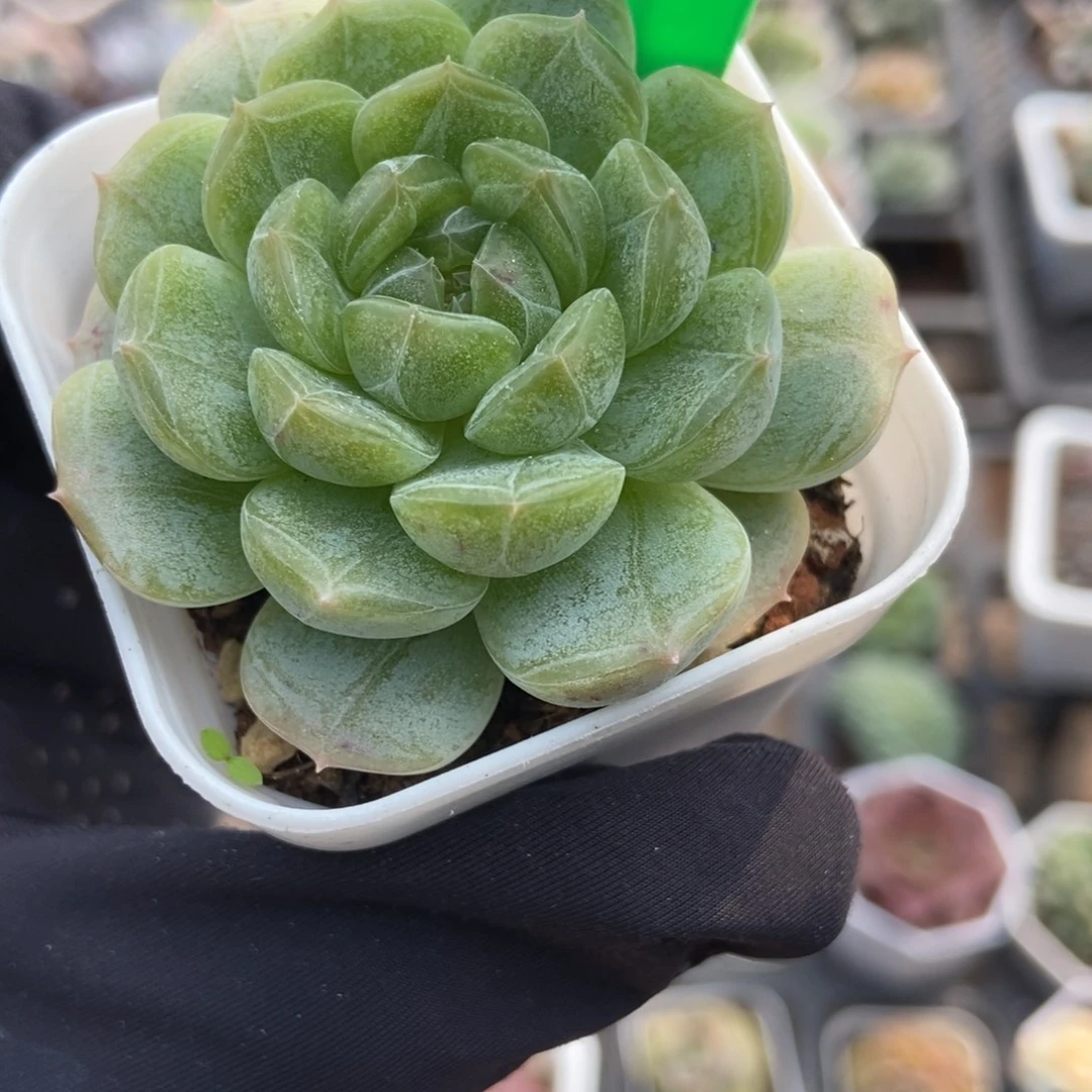 601白恋多肉植物多肉