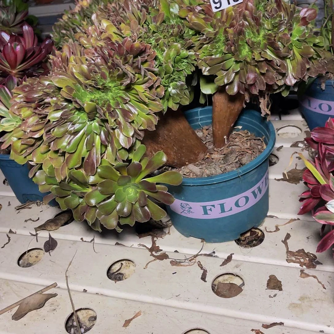 玫瑰法师7/2包邮法师