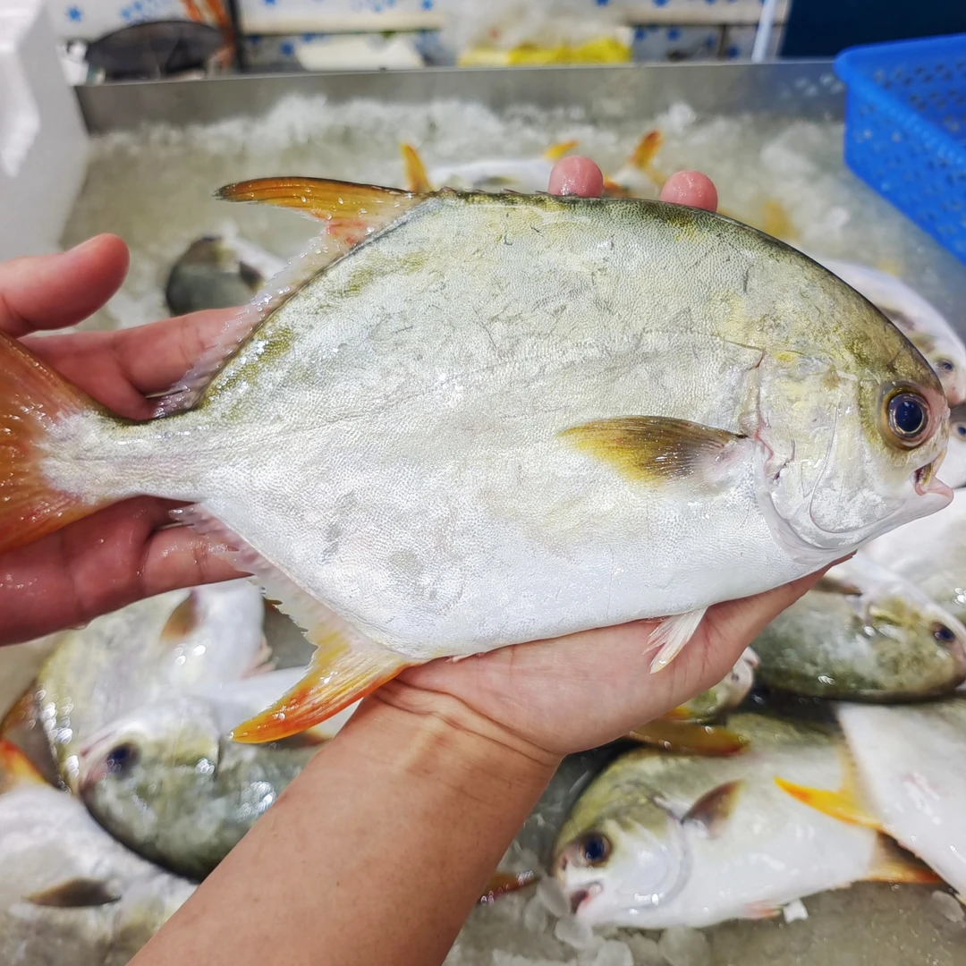 【马鲛仔海产】新鲜金鲳鱼300-350g/条 5条装 顺丰包邮 茂名博贺港