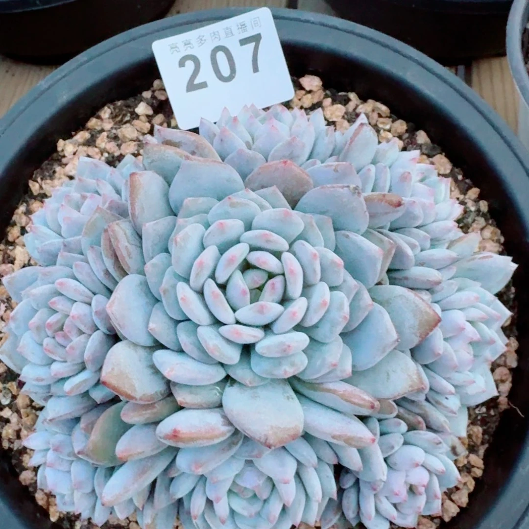玉芙蓉            精美多肉植物