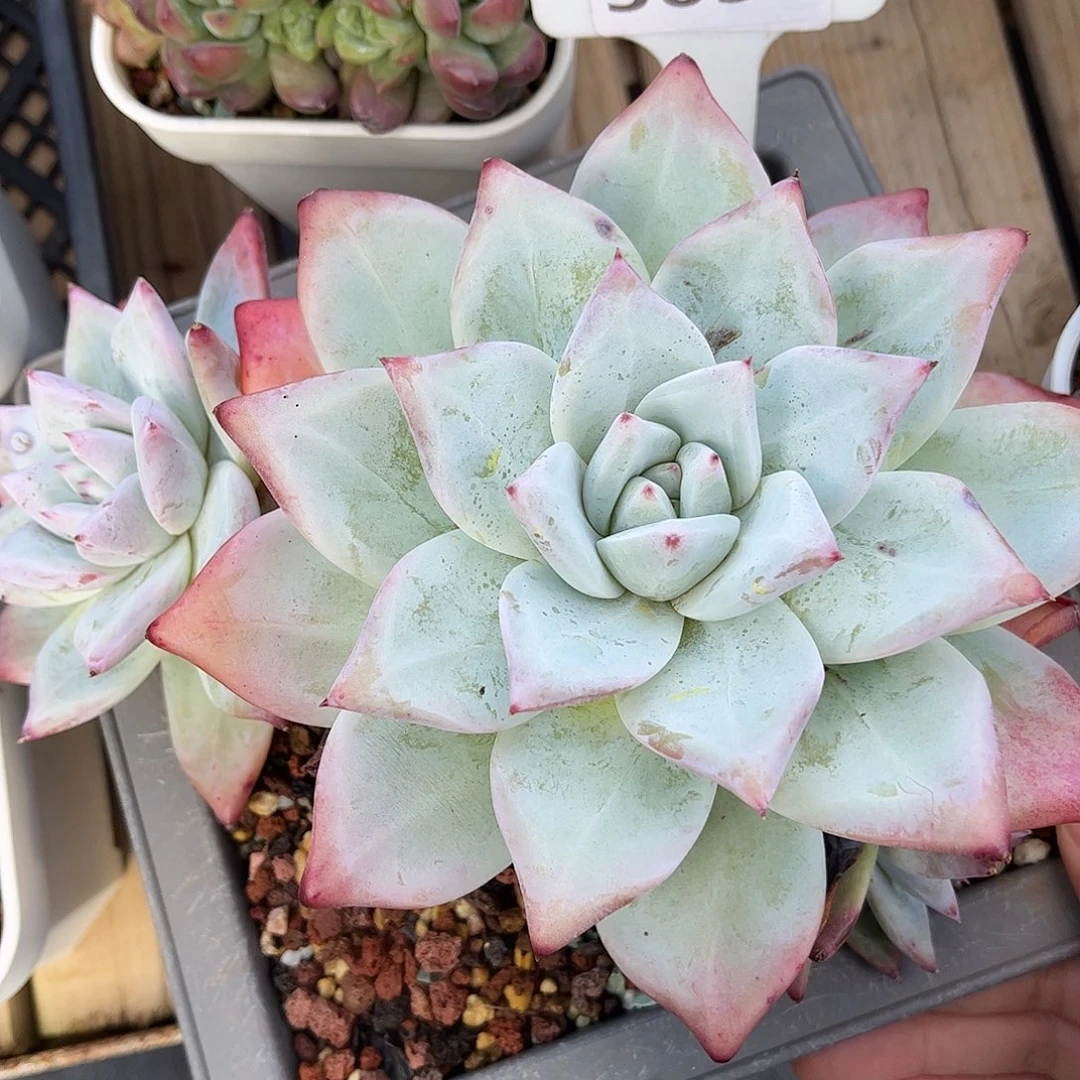 多肉植物3651 一定要拍个冷链哦