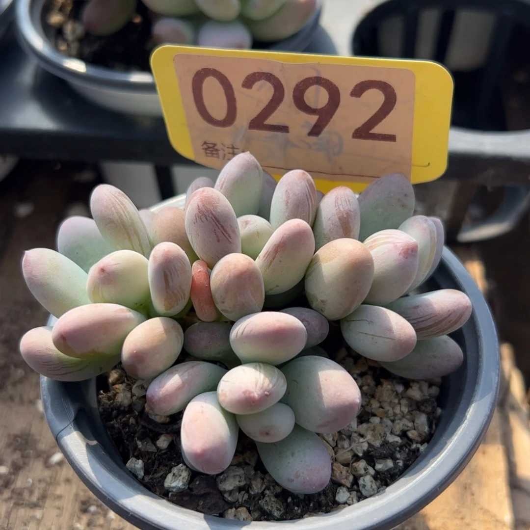 四头群二代彩虹奶多肉植物