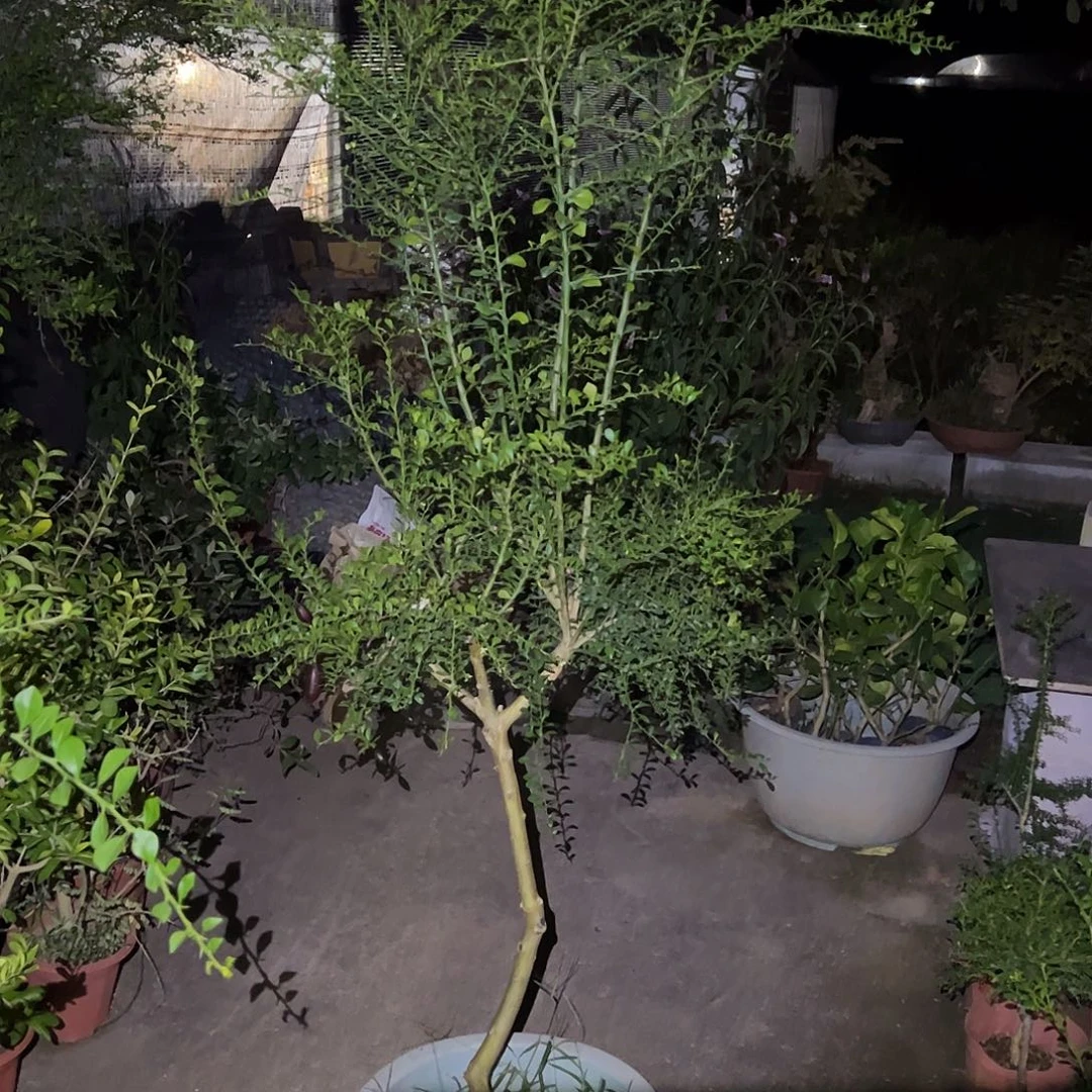 无花朵嫁接手指红香槟粉红珍珠