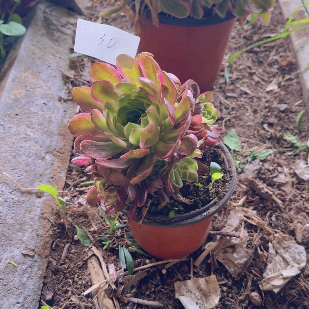 30号。雨荷。