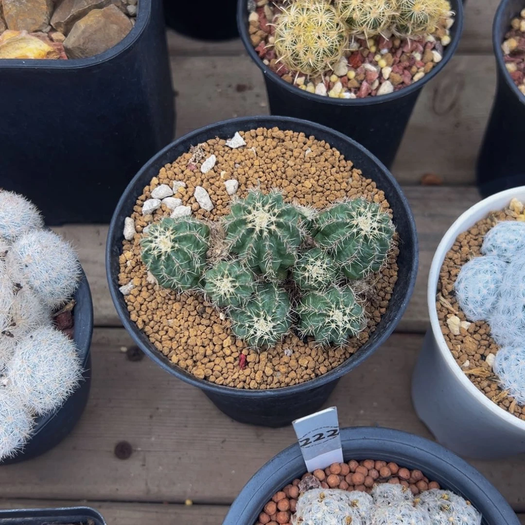 正*哥明石丸仙人球多肉植物