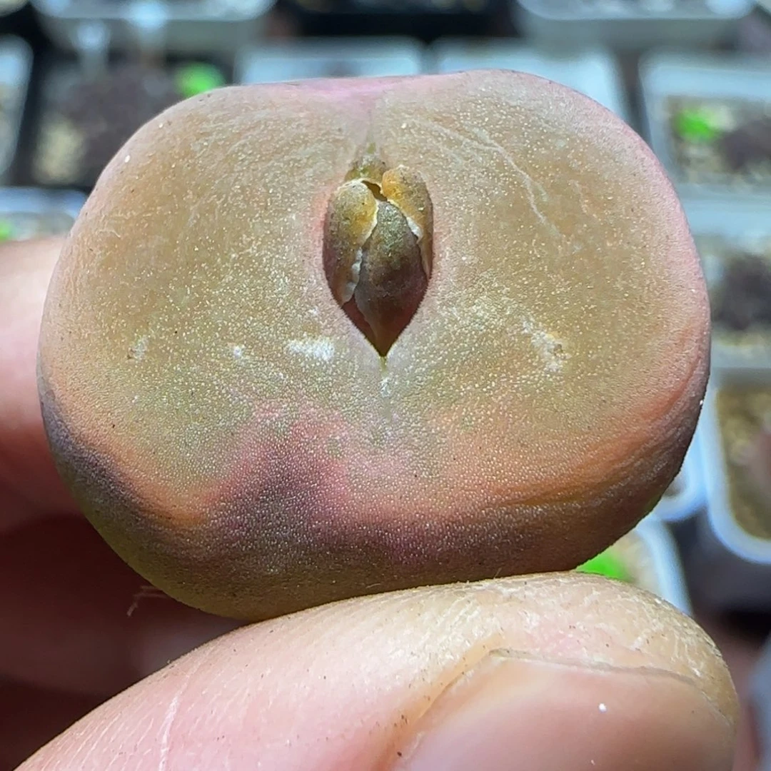 2.4漂亮多肉植物265