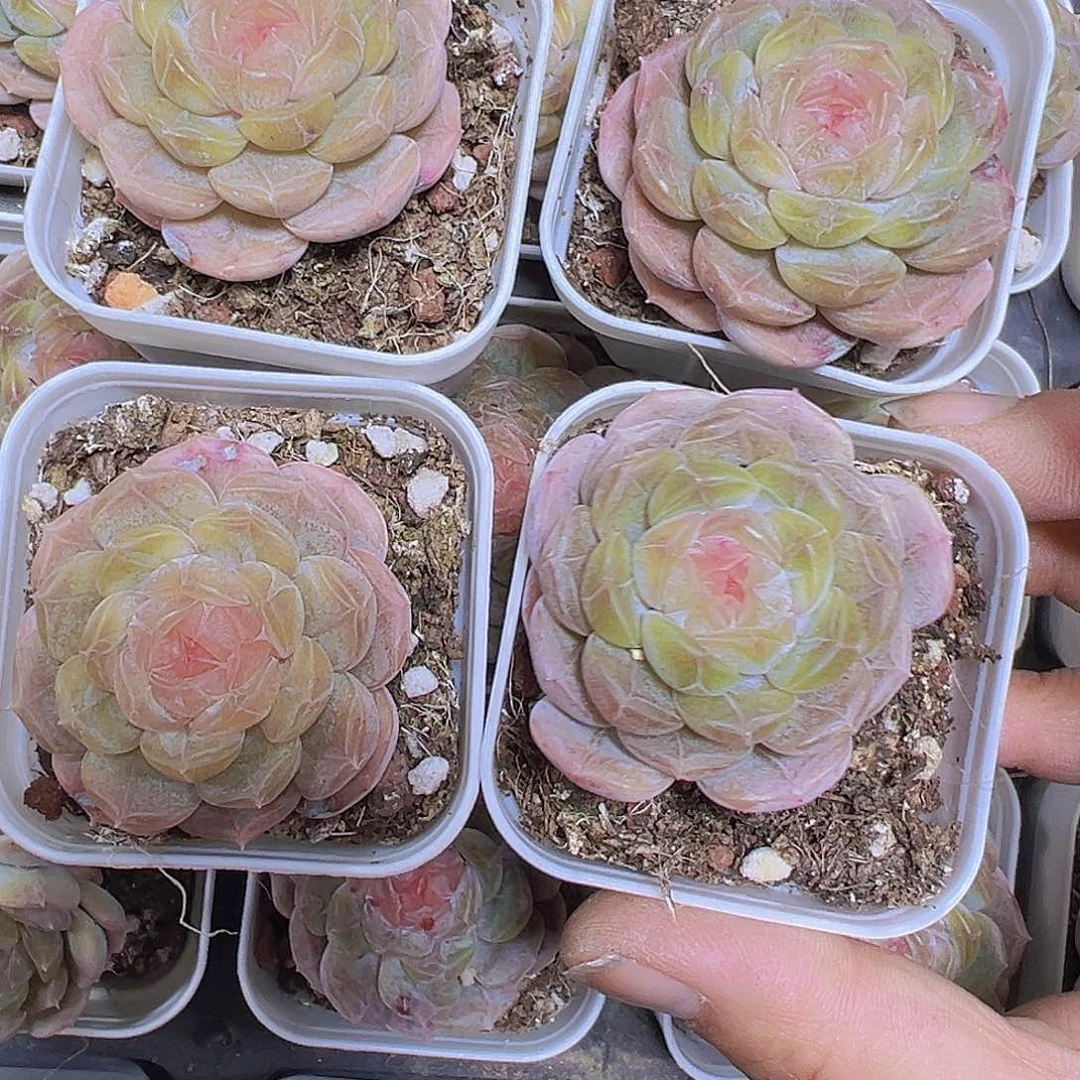 小精品白恋2盆19包邮