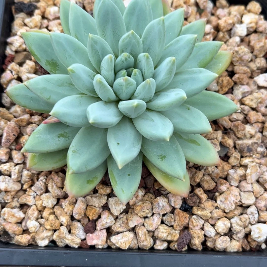 多肉植物杂交美人