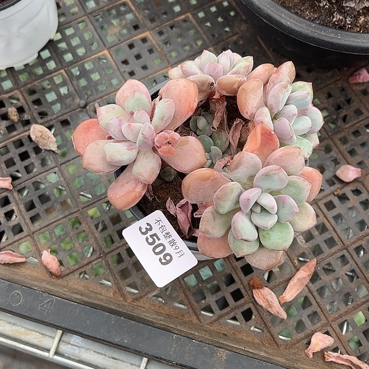 阿雅园艺。         3509白鹭