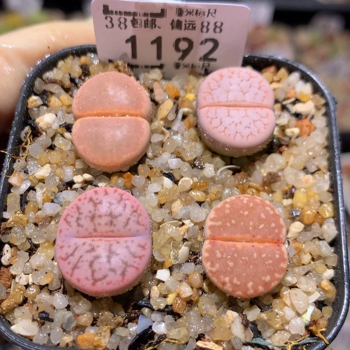 Sss精品生石花1192