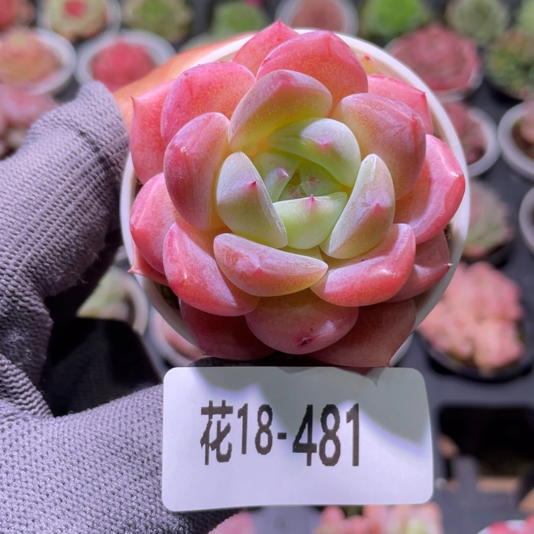 花利美18-481冰娃娃