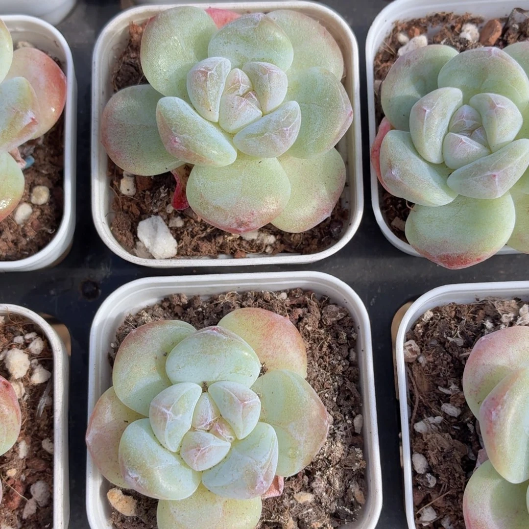 冰玉多肉9.9包邮发货