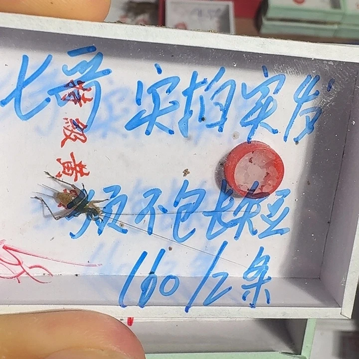 七***曜蟋蟀蝈蝈我在外面111111