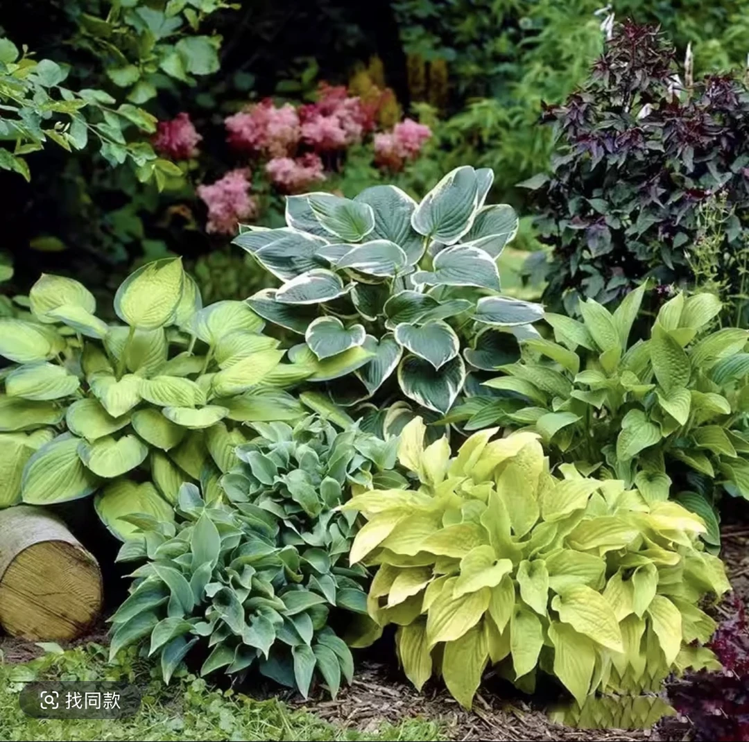 【进口玉簪】花苗盆栽彩叶植物花耐寒室内地栽耐阴多年生易养活绿植