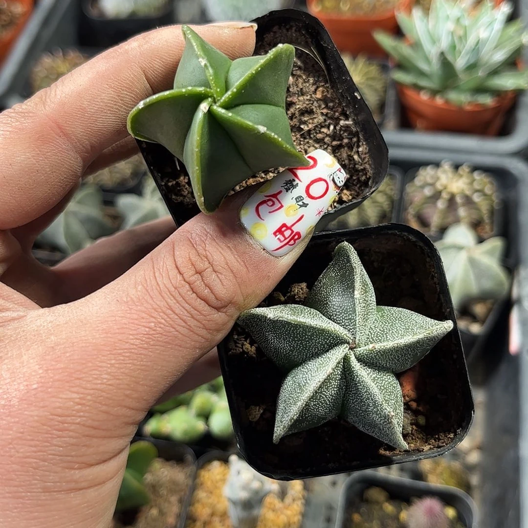 五角星鸾凤玉单头发货