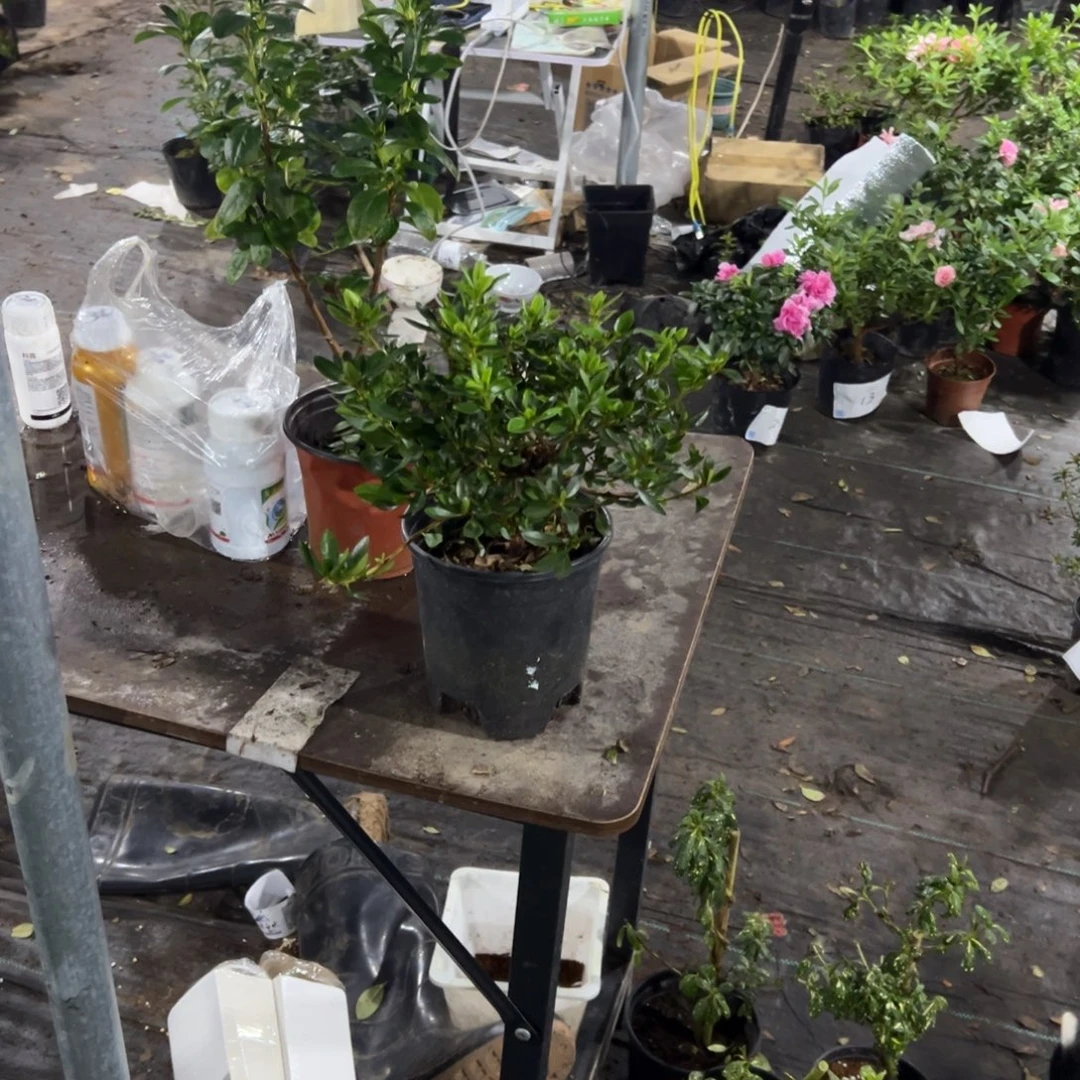 翔***馆完全开放女王杜鹃