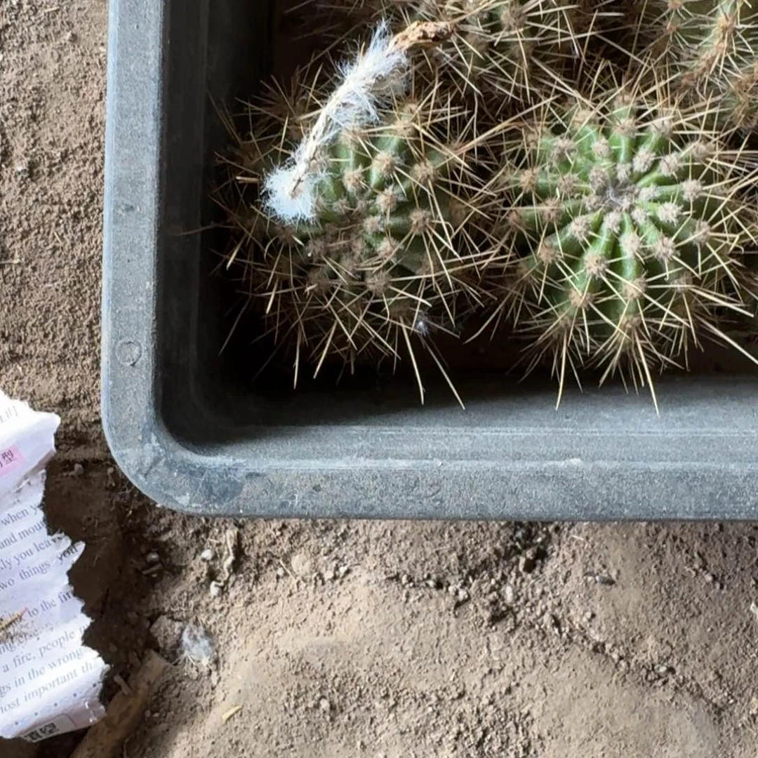 279彩草朱丽叶歪无根侧牙4公分左右，20包邮