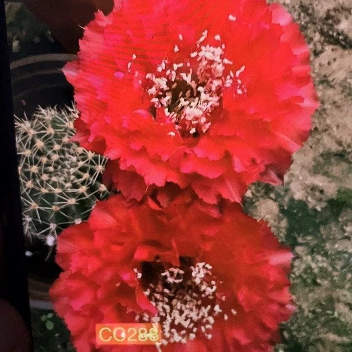 cc288自根4公分带疤