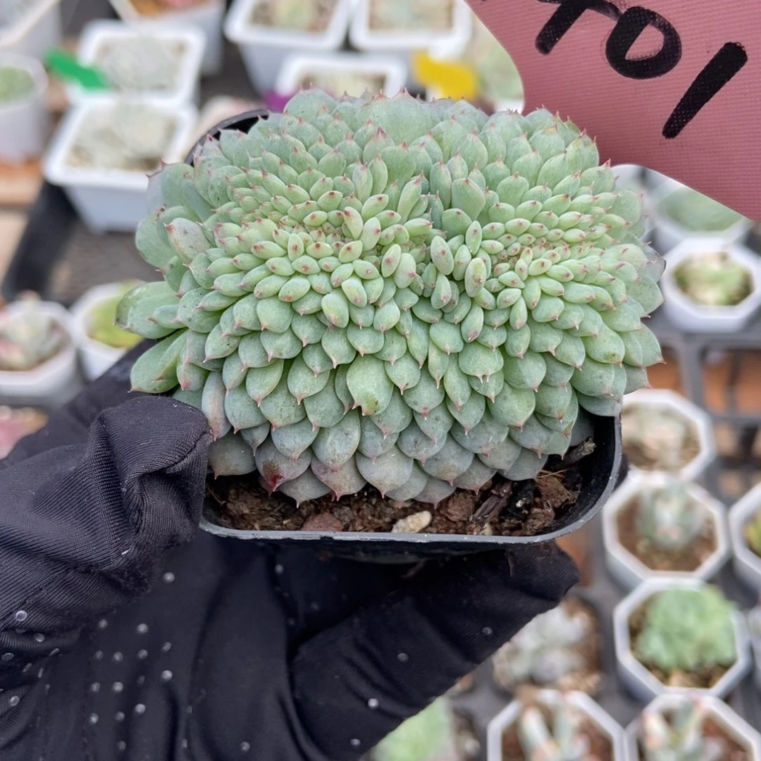 1401白胖子缀多肉植物