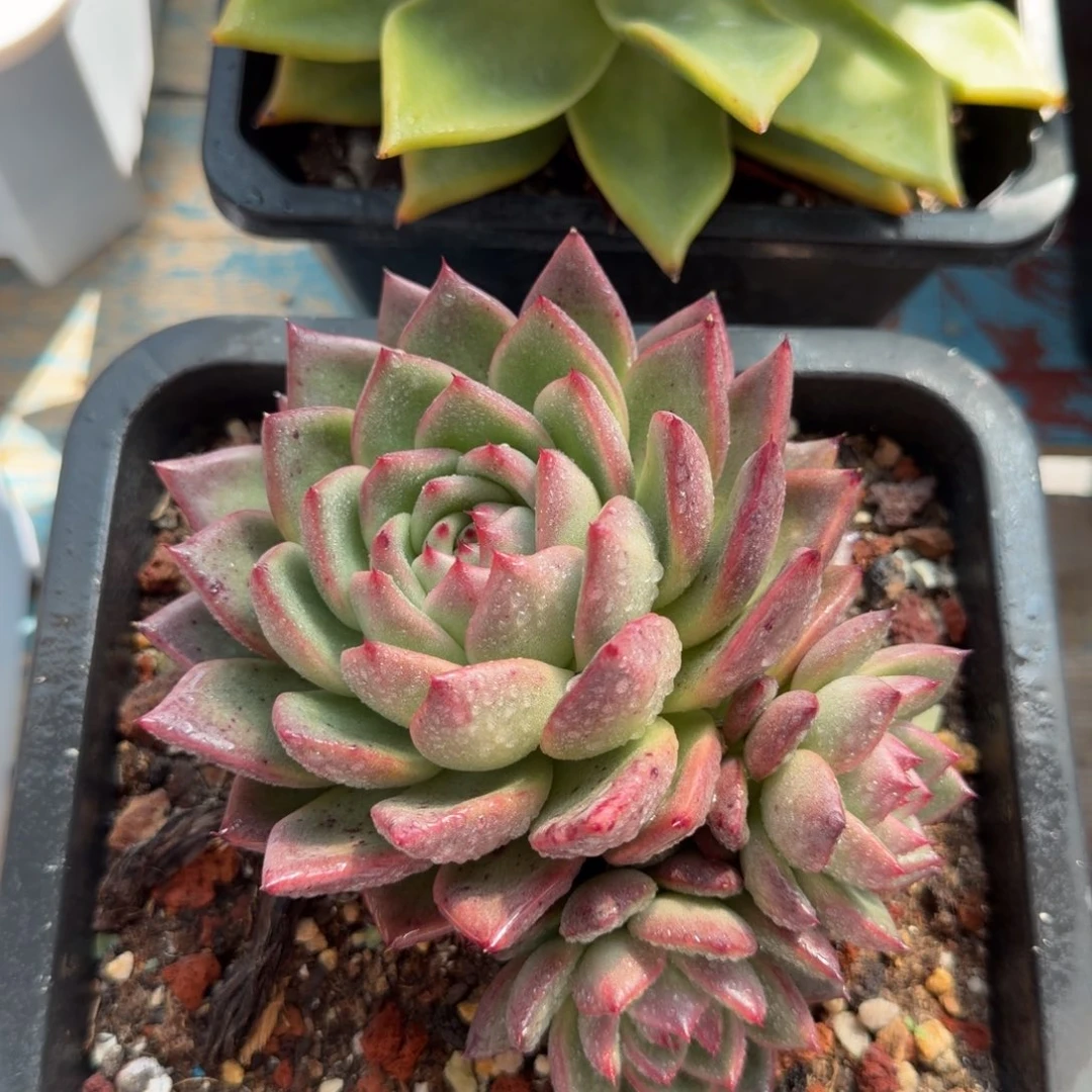 泼天富贵，一物一拍30