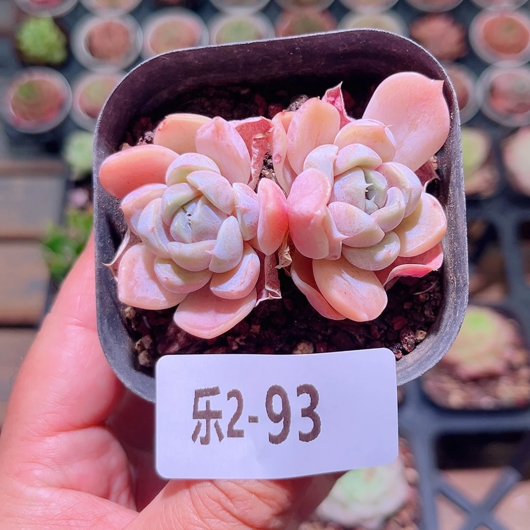 乐然2-93 月兔双头