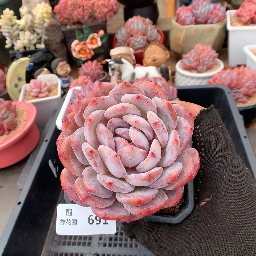 691糖心橙多肉植物6666