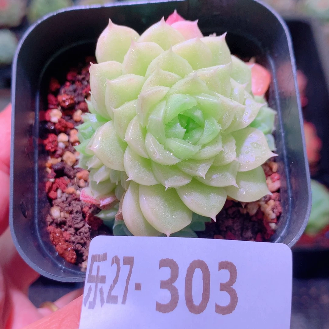 乐然27-303 麦秆群