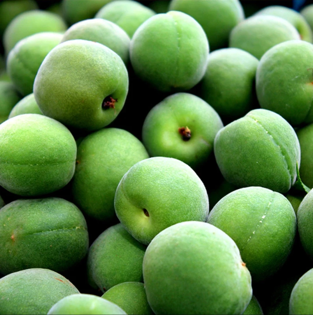 【顺丰包邮】现摘现发云南大理高山新鲜青梅果可泡酒做酵素酸脆可口