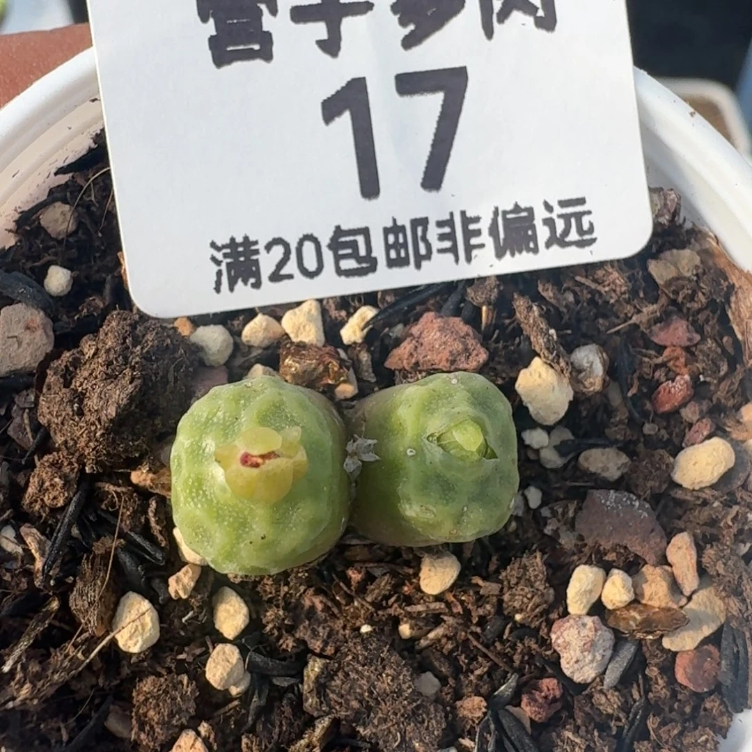 带盆土。