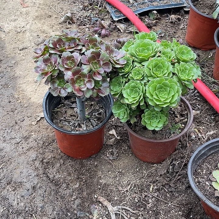 2棵玫瑰玫瑰玫瑰玫瑰