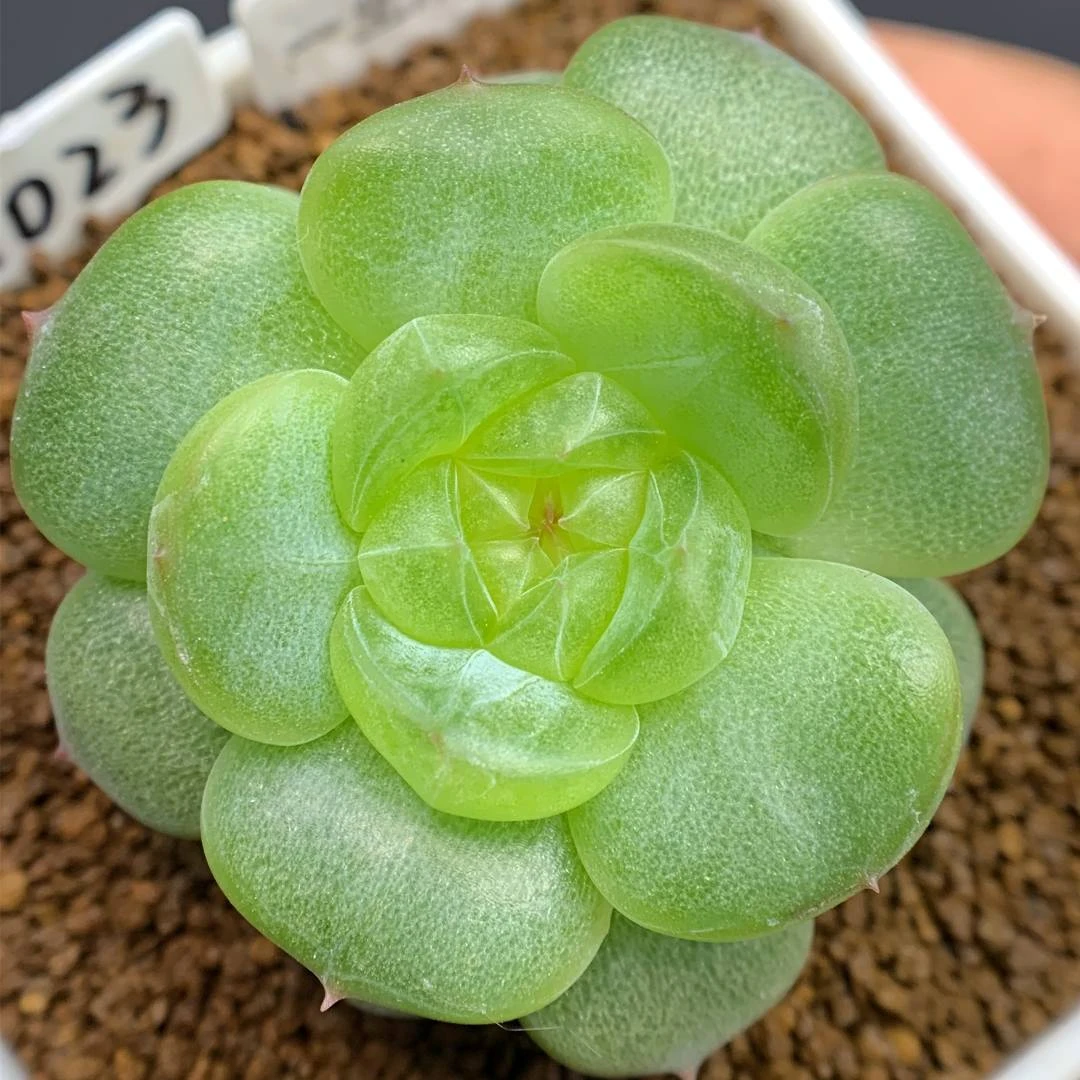 六号链接 i044-i055 特价框 9/23 周二 多肉植物 讲解点击封面图