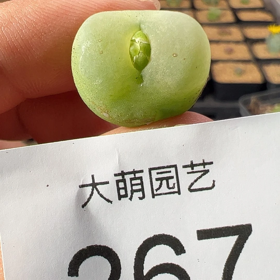 一物一拍。     冰风铃杂交267