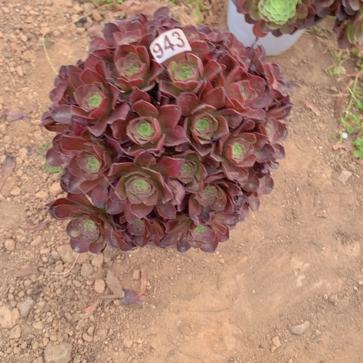 943多肉植物媚金玫瑰