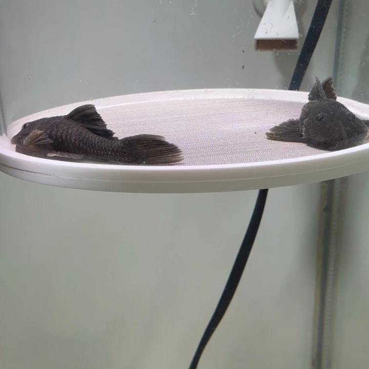 海水鱼20号黄金达摩