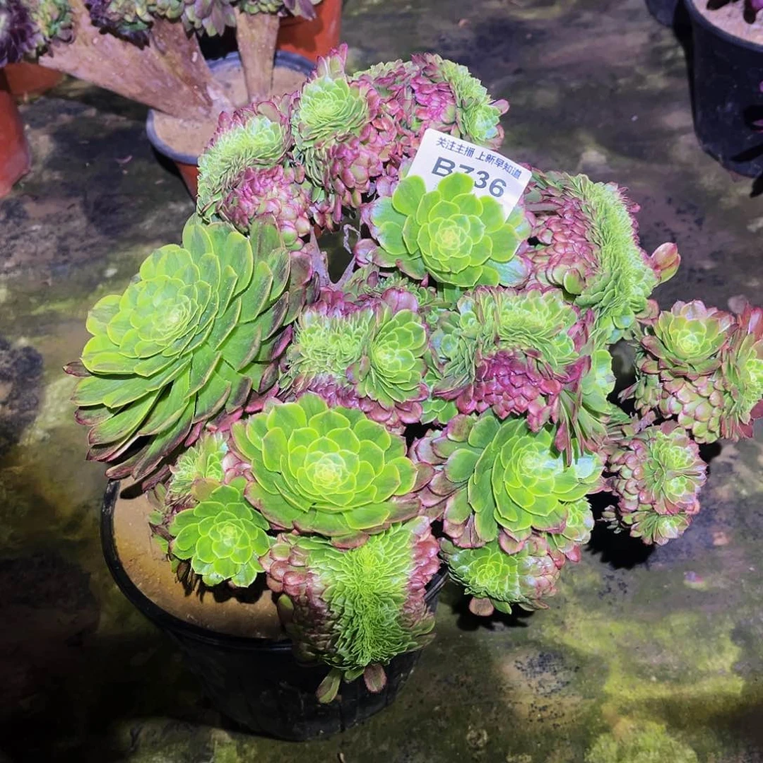 孩*妈多肉736嘉年华缀化