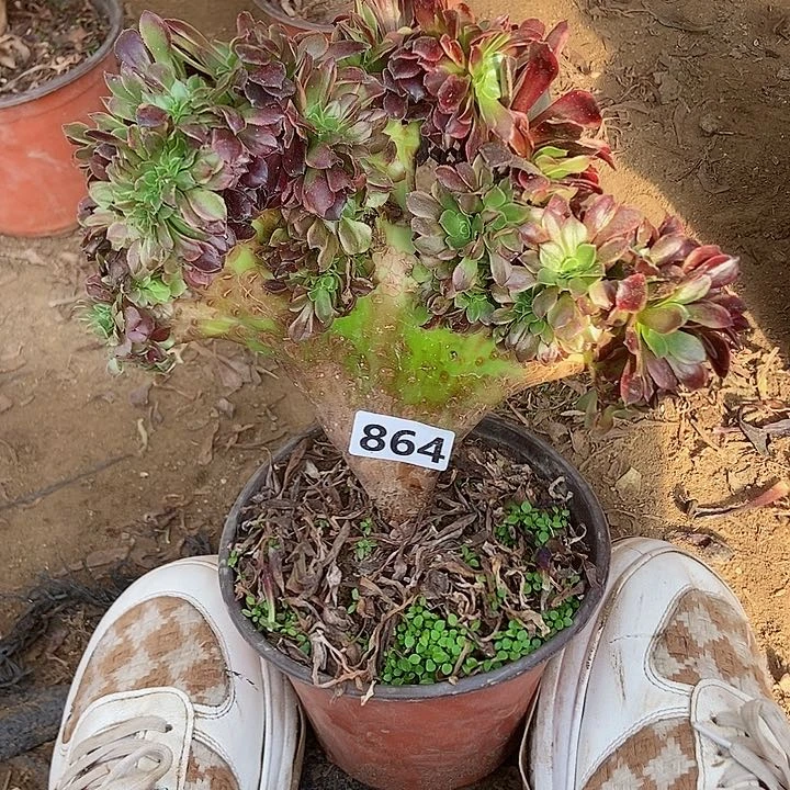 864欧佳丽老庄缀化